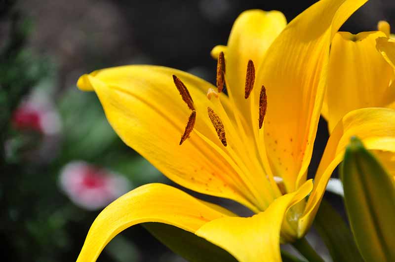 Brightest Yellow Flowers to grow in an Indian Garden asiatic lily