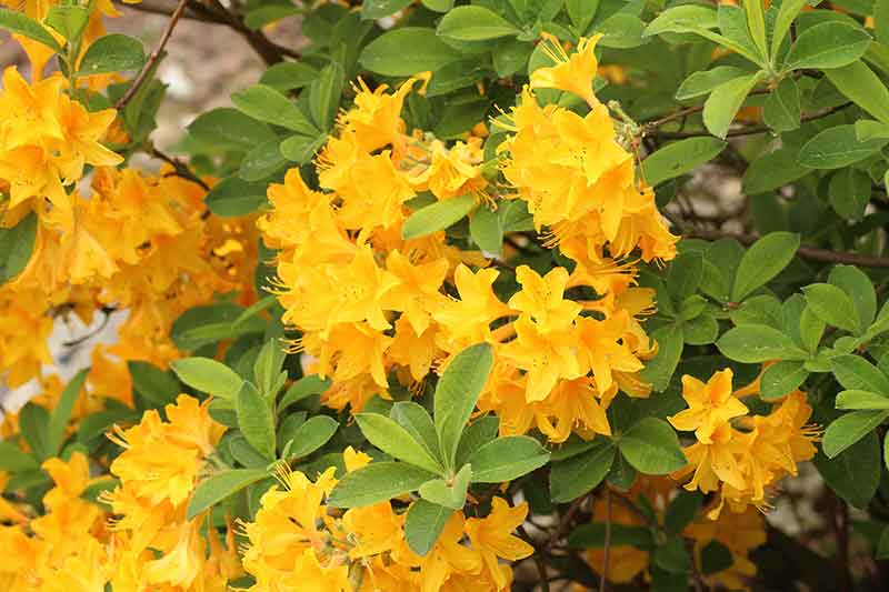 Brightest Yellow Flowers to grow in an Indian Garden Azalea