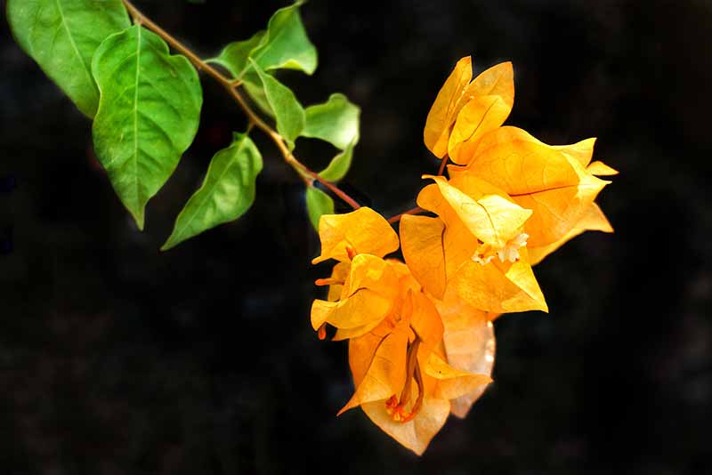 Brightest Yellow Flowers to grow in an Indian Garden bougainvillea