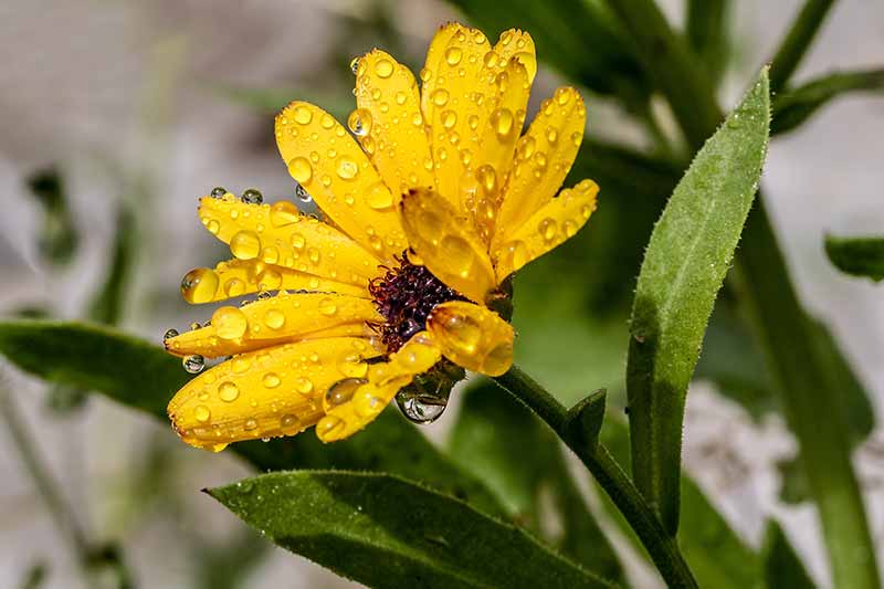 Yellow Flowers Plants