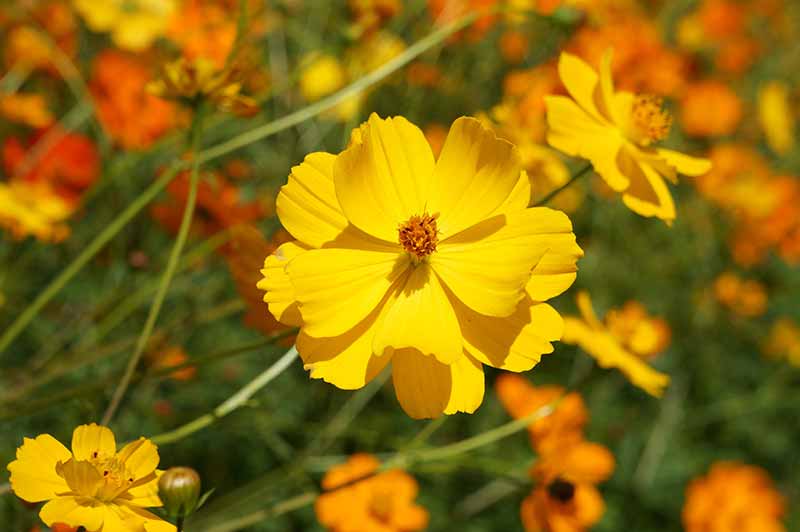 Brightest Yellow Flowers to grow in an Indian Garden cosmos