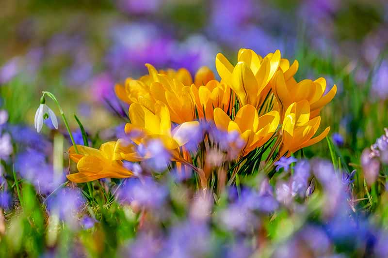 Brightest Yellow Flowers to grow in an Indian Garden crocus