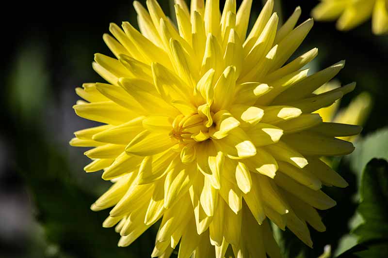 Brightest Yellow Flowers to grow in an Indian Garden dahlia