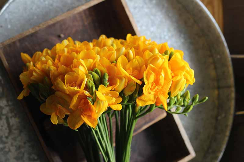 Brightest Yellow Flowers to grow in an Indian Garden freesia