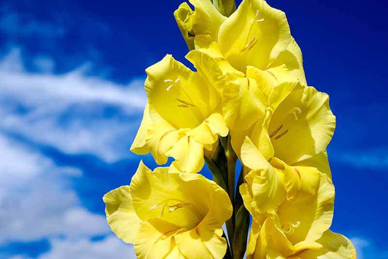 Brightest Yellow Flowers to grow in an Indian Garden gladiolus