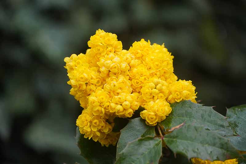 Brightest Yellow Flowers to grow in an Indian Garden a