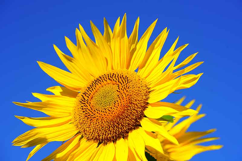 Brightest Yellow Flowers to grow in an Indian Garden Sunflower