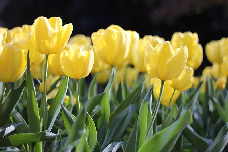 Brightest Yellow Flowers to grow in an Indian Garden tulip