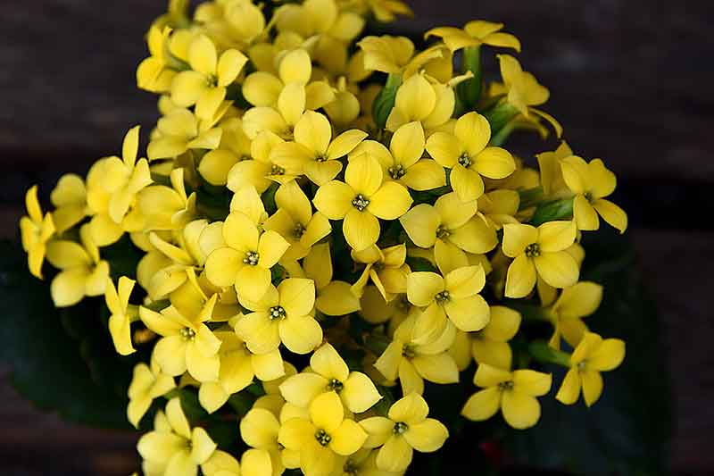 Why is my plant not blooming? Kalanchoe