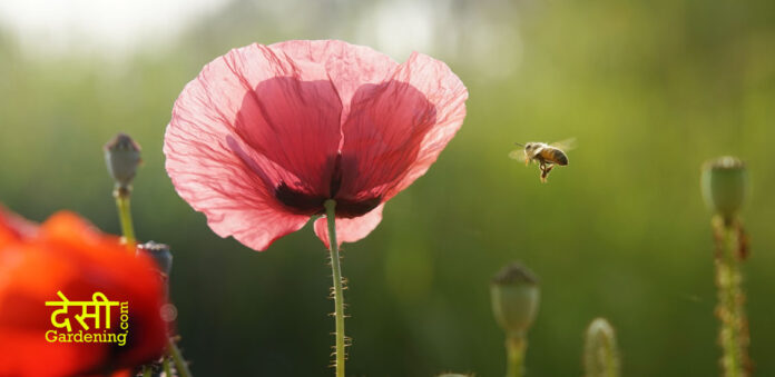 Life Saving Tips for Summer Care of plants