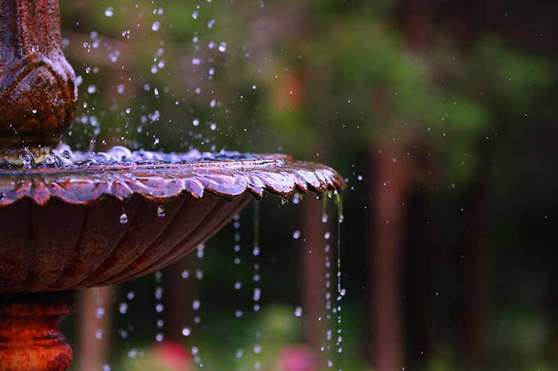 Summer Care of Plants the Right way