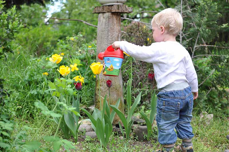 Summer Care of Plants the Right way