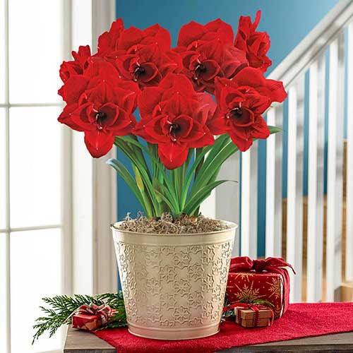 Amaryllis Flowers