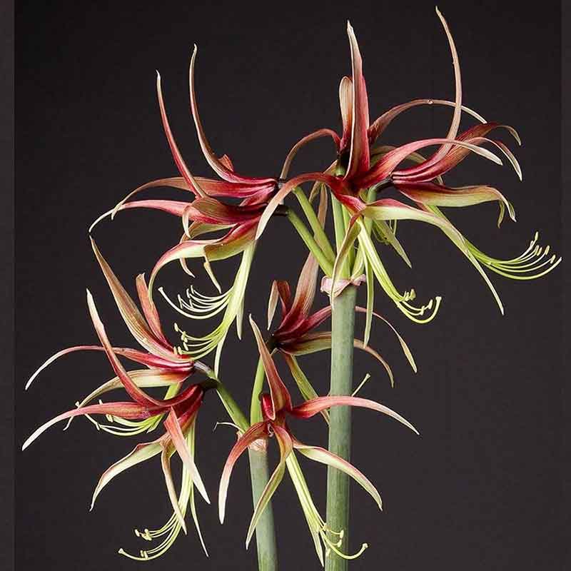 Most Beautiful Amaryllis Varieties for Your Garden - Chico