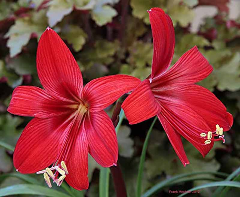 Most Beautiful Amaryllis Varieties for Your Garden - Durga Pradhan