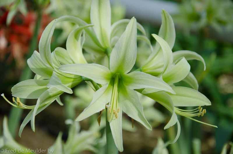 Most Beautiful Amaryllis Varieties for Your Garden - Evergreen