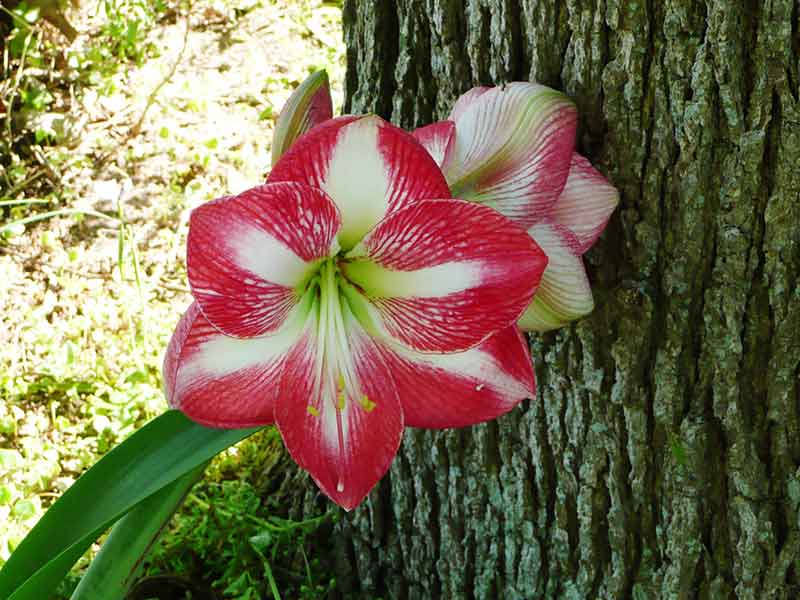 Most Beautiful Amaryllis Varieties for Your Garden - Exposure