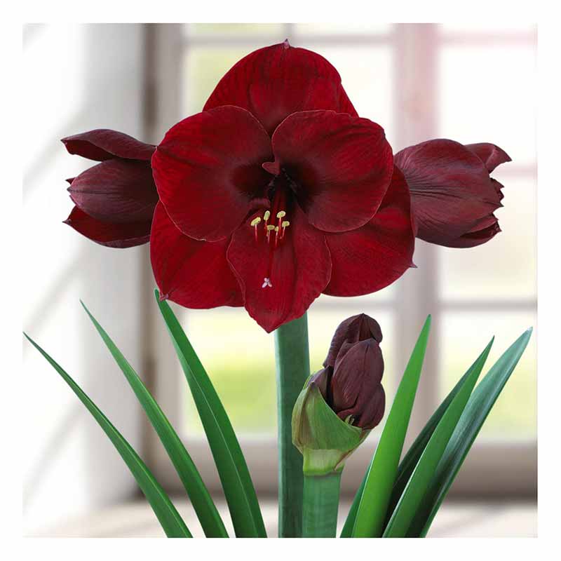 Most Beautiful Amaryllis Varieties for Your Garden - Ferrari