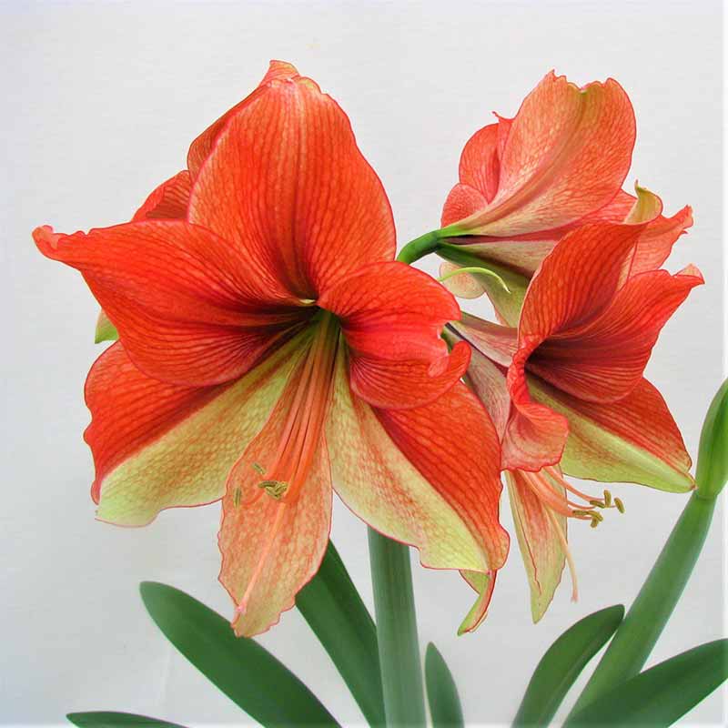 Most Beautiful Amaryllis Varieties for Your Garden - half and half