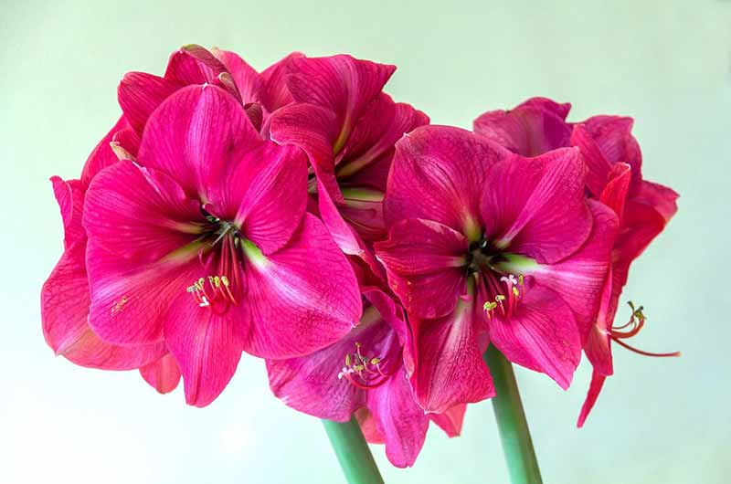 Most Beautiful Amaryllis Varieties for Your Garden - Hercules