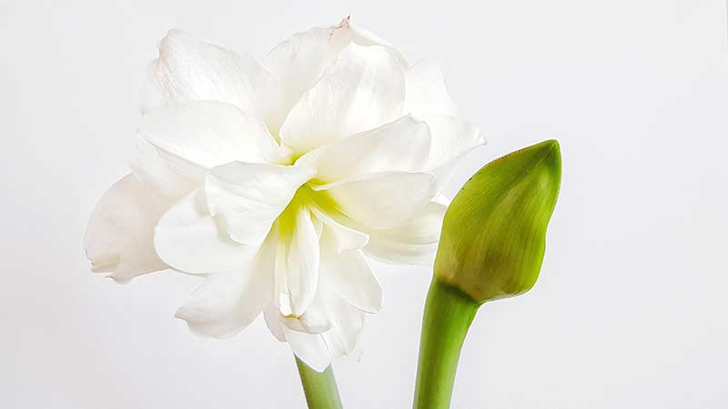 Most Beautiful Amaryllis Varieties for Your Garden - Marilyn