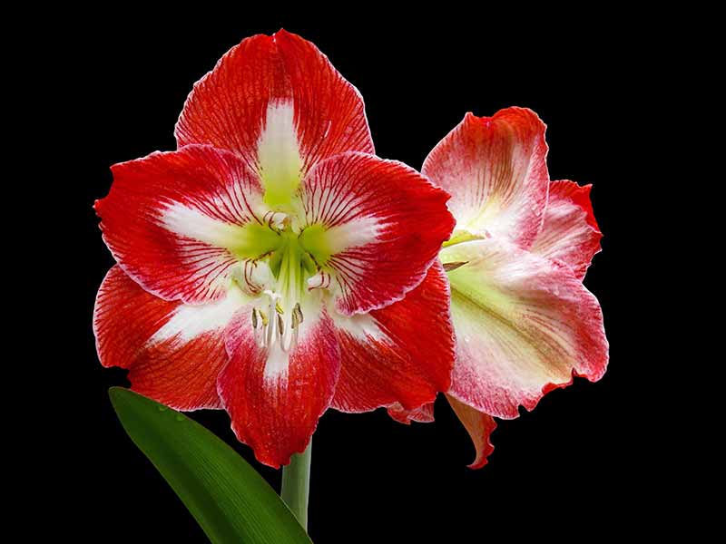 Amaryllis Flowers