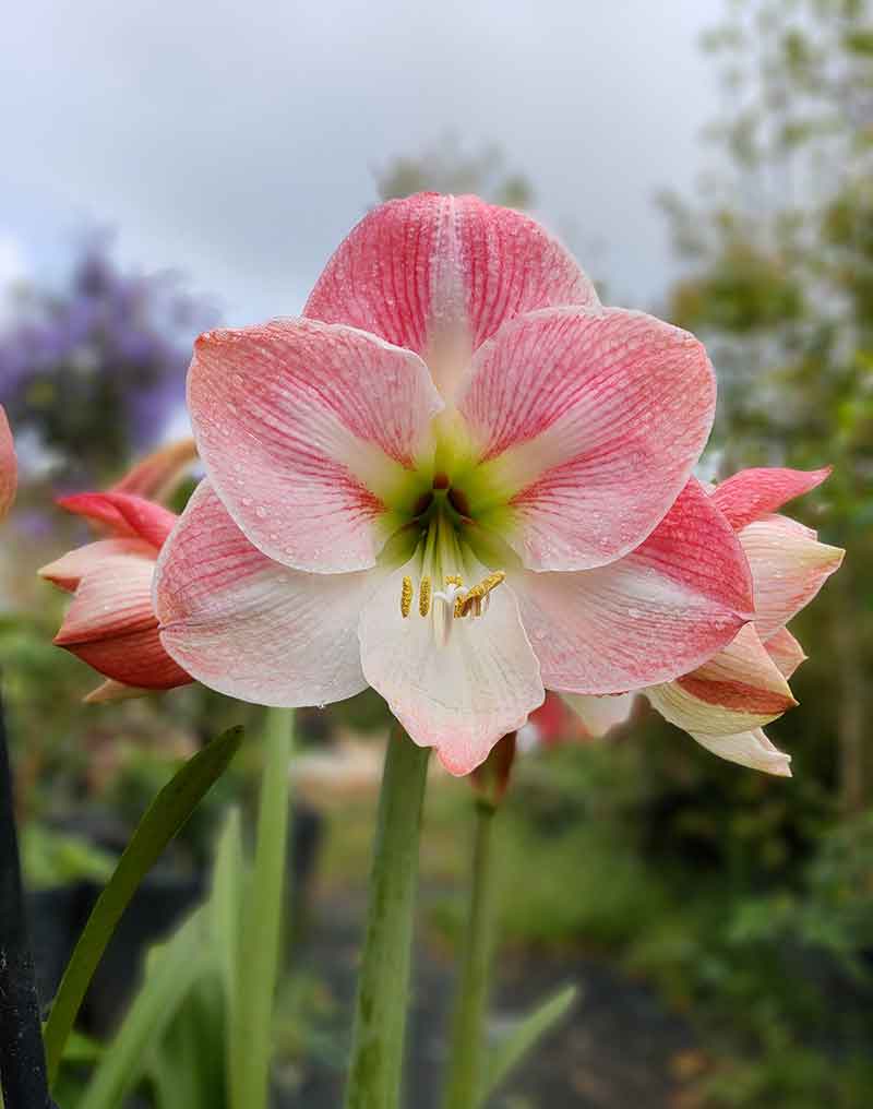 Most Beautiful Amaryllis Varieties for Your Garden - Misty