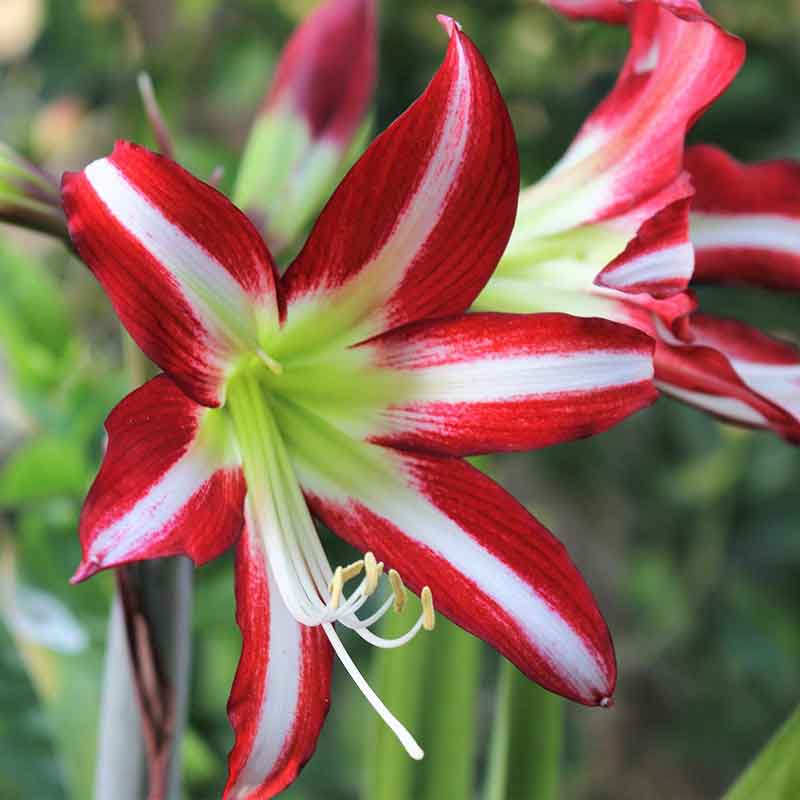 Most Beautiful Amaryllis Varieties for Your Garden - Santiago