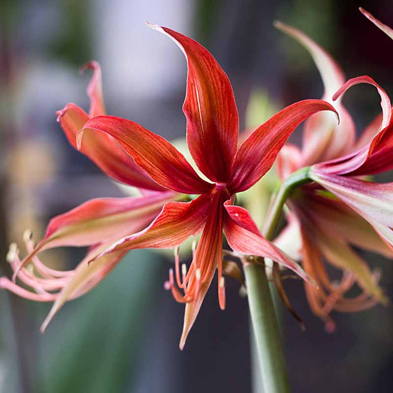 Most Beautiful Amaryllis Varieties for Your Garden - Sumatra