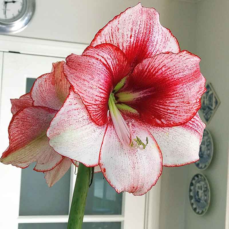 Most Beautiful Amaryllis Varieties for Your Garden - Temptation