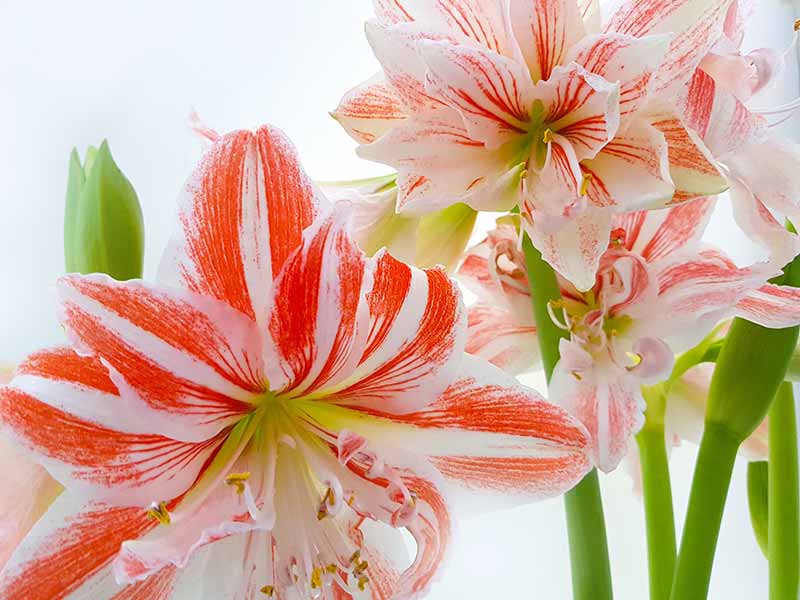 Most Beautiful Amaryllis Varieties for Your Garden - Vijaya