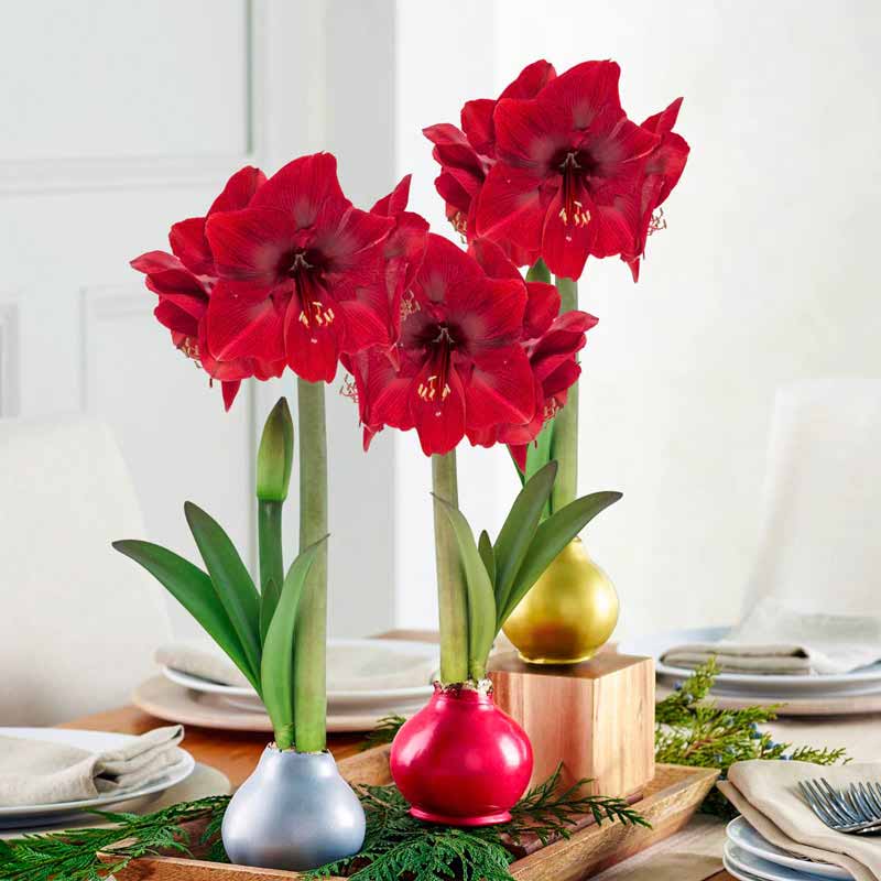 Most Beautiful Amaryllis Varieties for Your Garden - wax dipped 