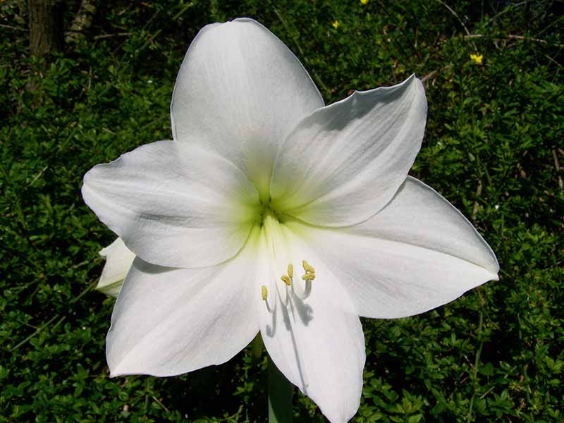 Most Beautiful Amaryllis Varieties for Your Garden - White Christmas