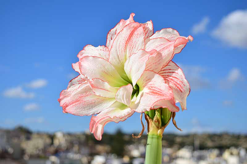 Most Beautiful Amaryllis Varieties for Your Garden - Aphrodite