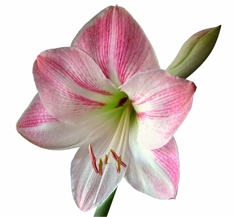 Most Beautiful Amaryllis Varieties for Your Garden - apple Blossom