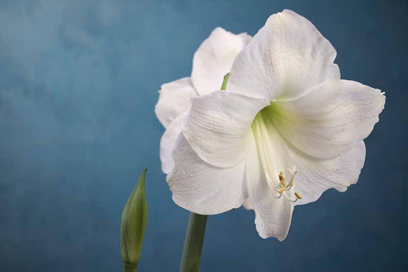 Amaryllis Flowers