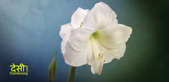 Most Beautiful Amaryllis Varieties for Your Garden