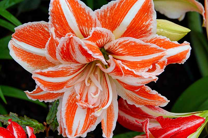 Most Beautiful Amaryllis Varieties for Your Garden - Dancing queen