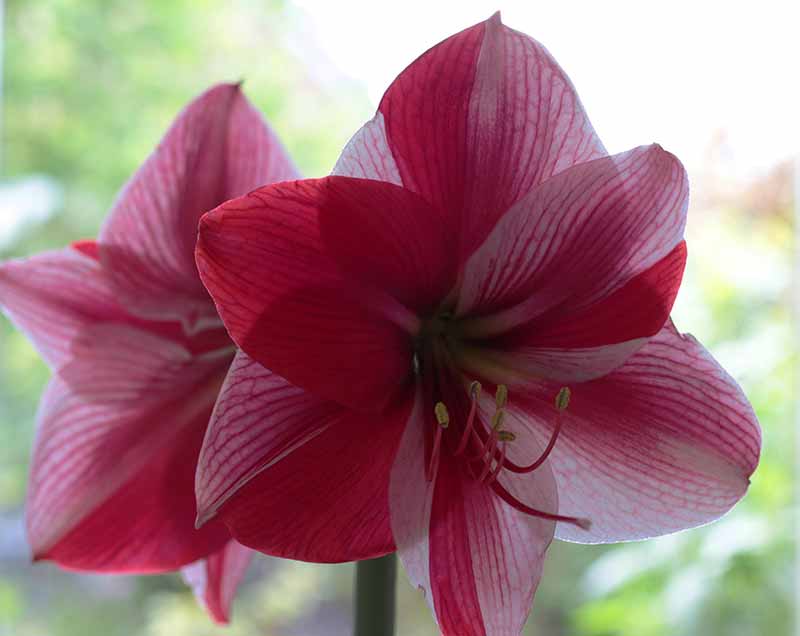 Most Beautiful Amaryllis Varieties for Your Garden - Fantasy