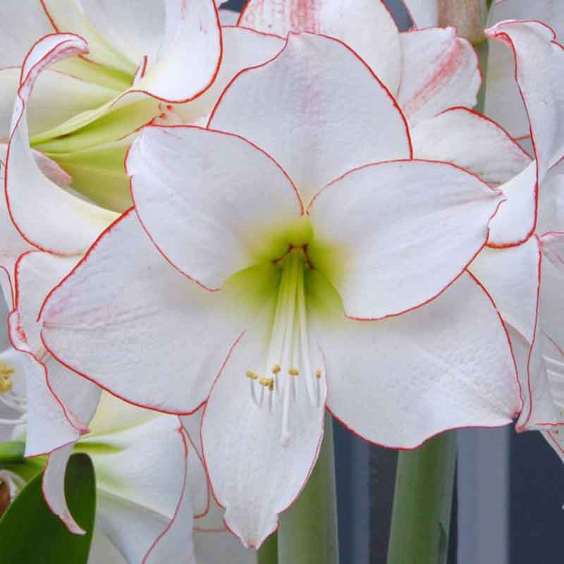 Most Beautiful Amaryllis Varieties for Your Garden - Picotee