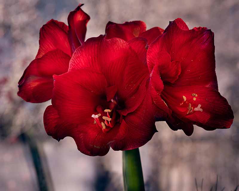 Most Beautiful Amaryllis Varieties for Your Garden - Royal velvet