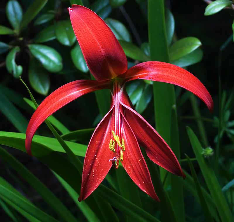 Different Types of Lilies to Grow in your Garden - Aztec lily