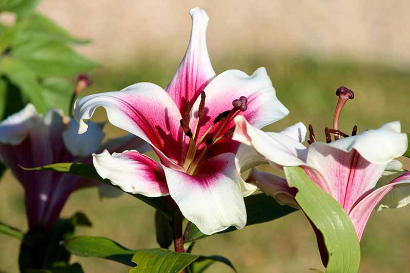 Different Types of Lilies to Grow in your Garden - Orienpet