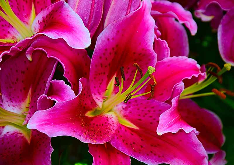 Different Types of Lilies to Grow in your Garden - Oriental