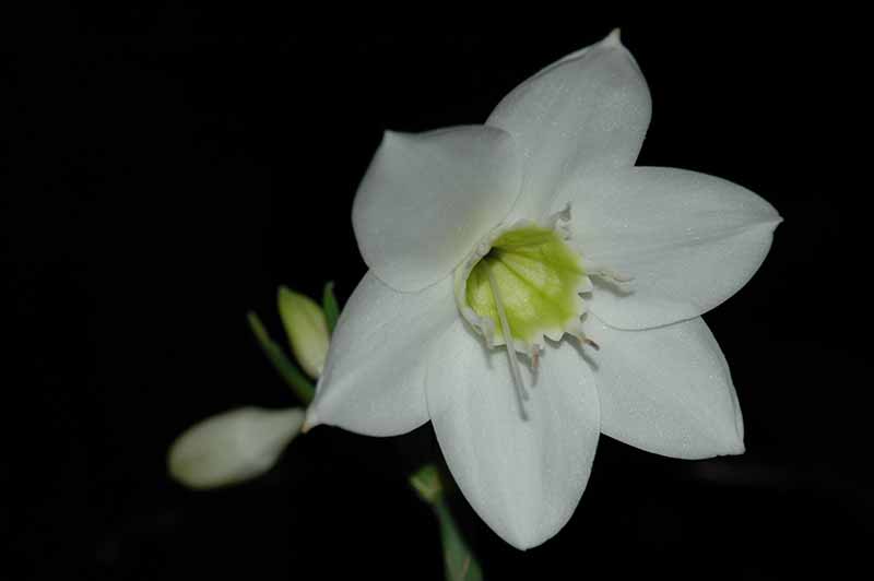 Different Types of Lilies to Grow in your Garden - eucharis Amazon lily