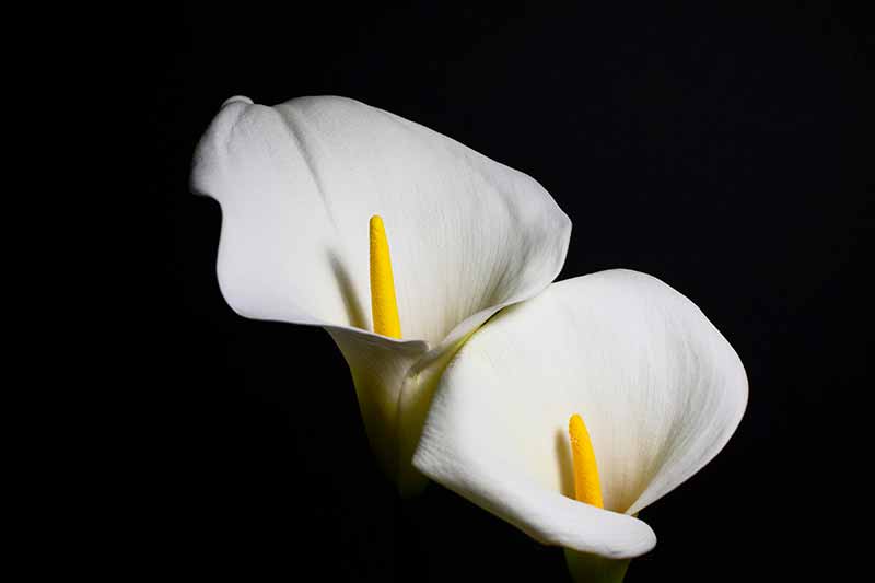 Different Types of Lilies to Grow in your Garden - Calla lily