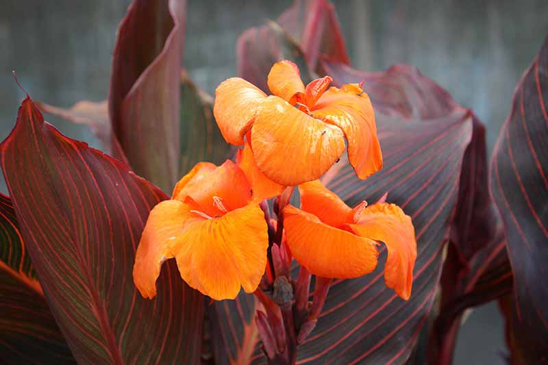 Different Types of Lilies to Grow in your Garden - Canna lily