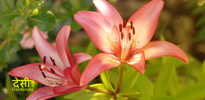 Types of Lilies for Your Garden