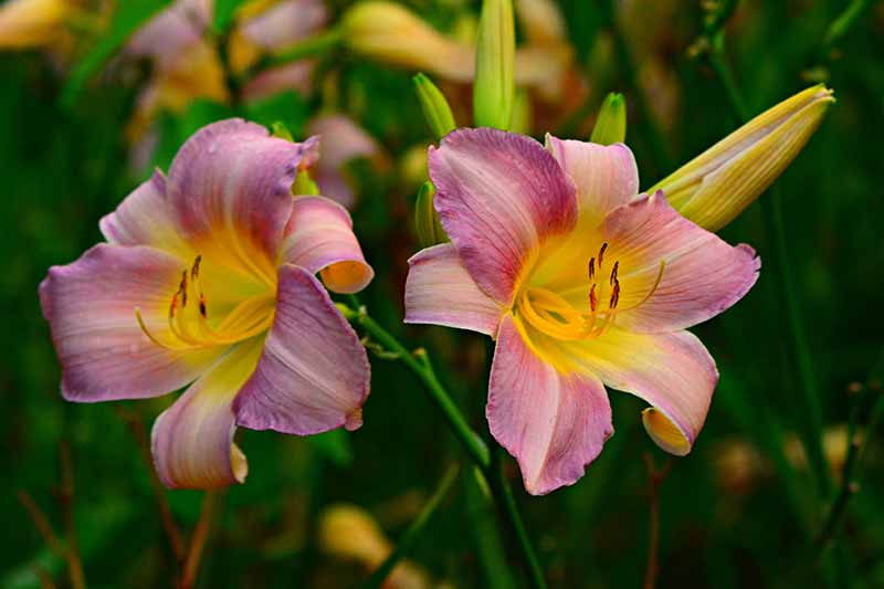 Different Types of Lilies to Grow in your Garden - Day lily