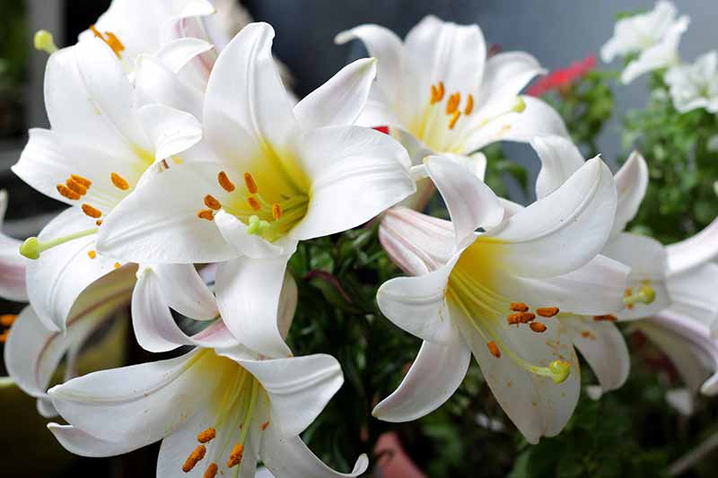 Different Types of Lilies to Grow in your Garden - Easter Bermuda lily